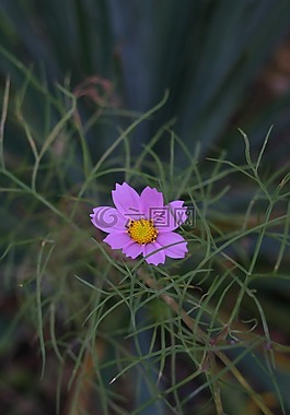 紫色的小花,宏,花卉