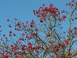 漿果,水果,紅色
