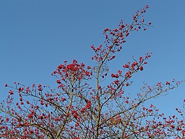 漿果,水果,紅色