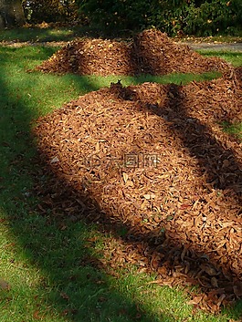 葉子,葉樁,公園