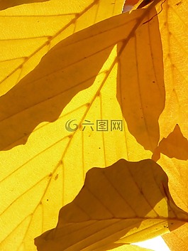 櫸木,山毛櫸,水青岡