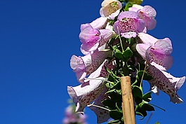 花卉,花,天性