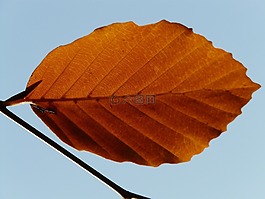 葉子,寂寞,單
