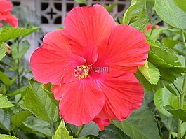 花,盛開,開花