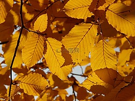 鵝耳櫪木,鵝耳櫪 betulus,白色的山毛櫸木