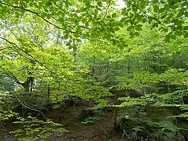 山毛櫸木,公園,性質(zhì)