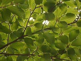 山毛櫸木,公園,性質(zhì)