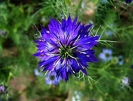 borzaskata,藍(lán)色的園林花卉,夏天花