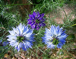 borzaskata,藍(lán)色的園林花卉,夏天花