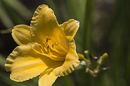 黃色,花,百合