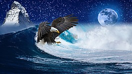阿德勒,鳥,猛禽
