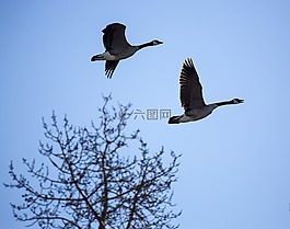 鵝,飛行,鳥
