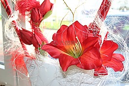 阿馬麗利斯,花,紅色