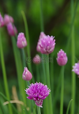紫色小花,野花,花
