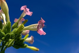 煙草,廠,開花