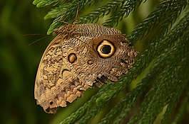 蝴蝶,bug,性質