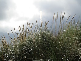 背光,草,天空