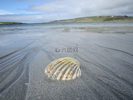 外殼,沙,海灘
