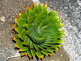 蘆薈,多汁,多葉蘆薈