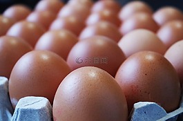 雞蛋,主頁,集裝箱