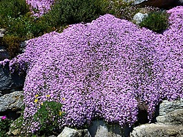 冰厂,lampranthus,粉红色