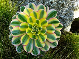 厚的板材温室,aeonium,厂