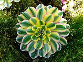厚的板材温室,aeonium,厂