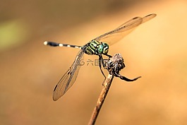 蜻蜓,甲蟲，昆蟲,昆蟲
