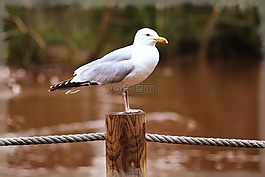 鳥,海鷗,自然
