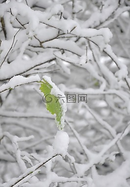 雪,叶,树