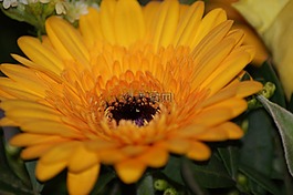 花,鮮花,宏