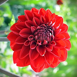 嬌琴紗,開花,花