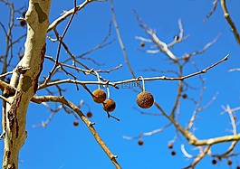 楓樹,種子,秋