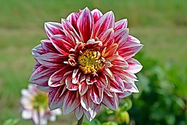 嬌琴紗,開花,花