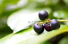 桂冠,月桂樹,月桂樹果實