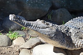 鱷魚,淡水鱷,爬行動物