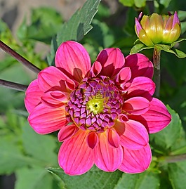 嬌琴紗,開花,花