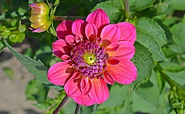 嬌琴紗,開花,花