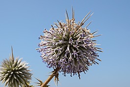 薊,花序,花