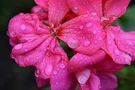 鮮花,雨,滴