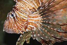 魚,aqquarium,meeresbewohner