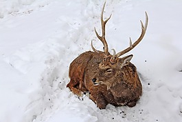 雄鹿,動物,鹿