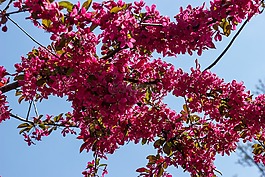 開花,綻放,藍色的天空