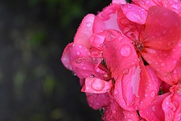 花,罗莎,毛毛雨
