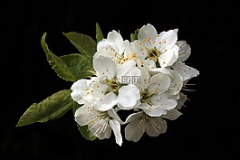 鮮花,開花,春