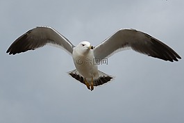 動物,天空,海灘