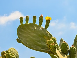 花椒梨,植物,仙人掌
