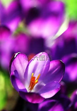 番紅花,花,春