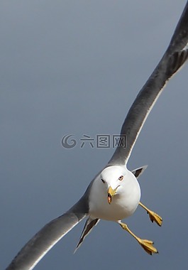 動(dòng)物,天空,海灘