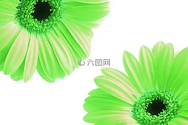 flowrs,花瓣,綠色